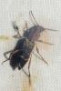 Xylotrechus stebbingi